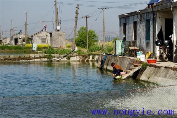 魚(yú)、鵝綜合養(yǎng)殖注意事項(xiàng)