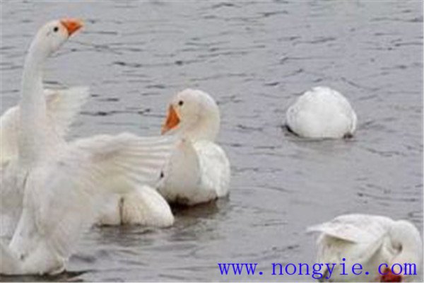 魚(yú)、鵝立體化養(yǎng)殖的優(yōu)點(diǎn)