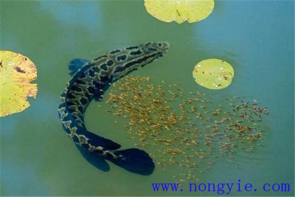 黑魚(yú)親魚(yú)管理中催產(chǎn)劑的使用方法