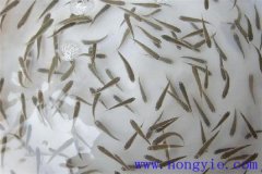 怎樣高效益養(yǎng)殖異育銀鯽 其魚苗魚種如何培育？