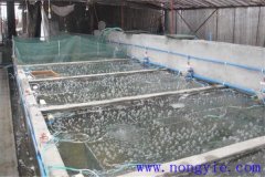 如何選擇魚苗、魚種池，又怎樣清整、施肥