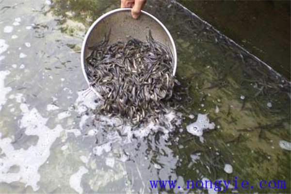 培育魚苗、魚種的方法