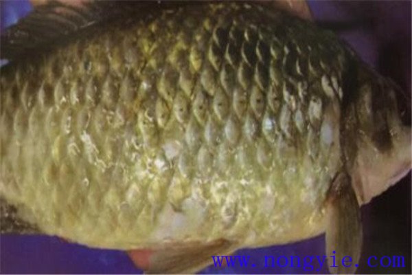 魚(yú)豎鱗病怎么治