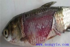 淡水魚細(xì)菌性爛鰓病如何治療，用什么藥防治？