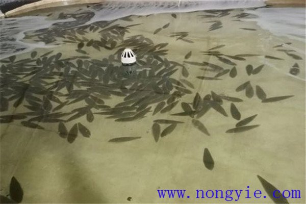 餓 ，即停喂飼料