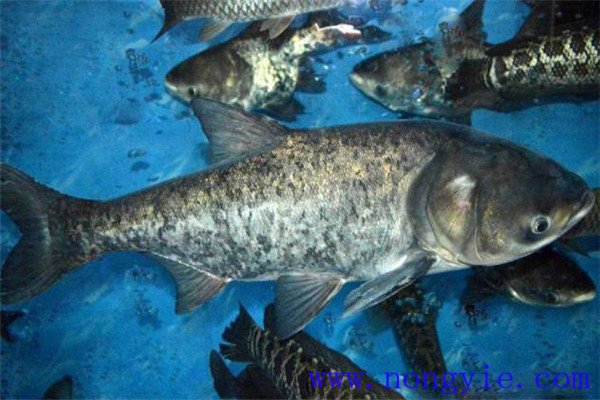 鰱魚、鳙魚親魚秋培技術(shù)與方法