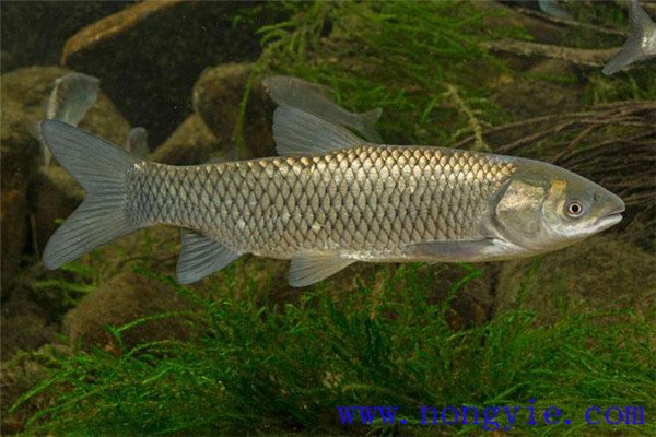 鰱、鳙、草魚(yú)