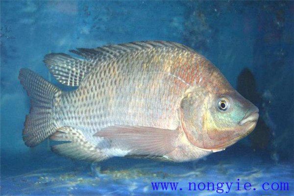 羅非魚(yú)