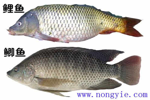 鯉魚、鯽魚