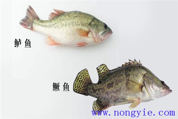 鱖魚、烏鱧、加州鱸