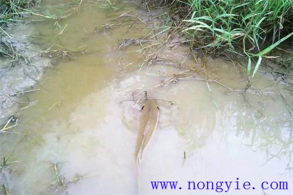 怎樣利用小山塘、魚池、坑凼培育魚苗、魚種