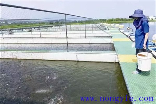 保證飼料質(zhì)量、掌握好投喂量