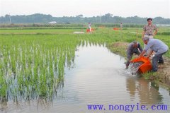 稻田養(yǎng)魚(yú)的現(xiàn)代養(yǎng)殖模式有哪些新的變化？