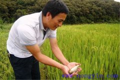 稻田養(yǎng)魚(yú)為什么不普及，其限制性因素有哪些？