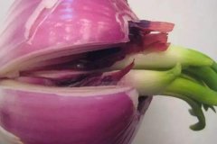 洋蔥發(fā)芽能不能吃，怎么避免洋蔥發(fā)芽？