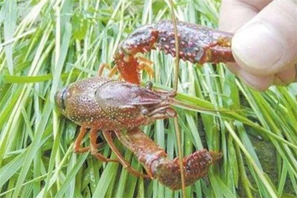 針對小龍蝦的攝食特點，科學投喂