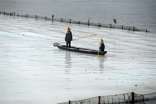 清除野雜魚，減少爭(zhēng)食者