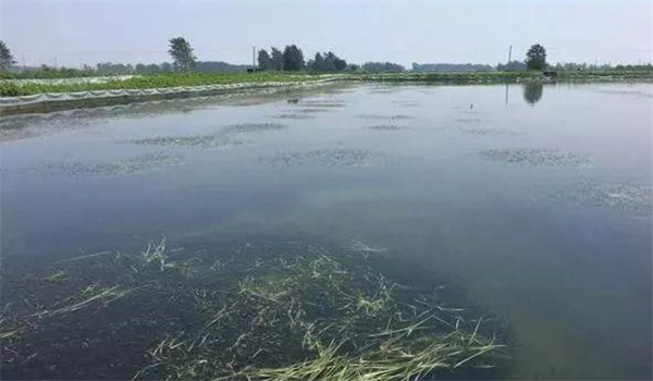 凈化、穩(wěn)定水質(zhì)