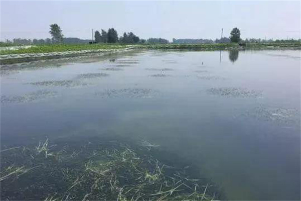 栽種水草，嚴(yán)格管護(hù)