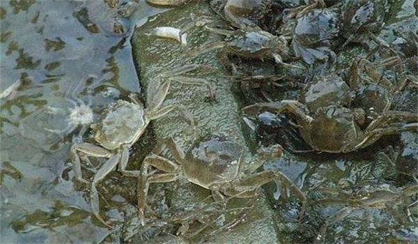個(gè)體健壯、無病害