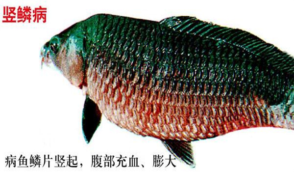 魚(yú)豎鱗病的防治措施