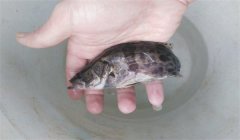 常見(jiàn)的魚(yú)病有幾種類(lèi)型，病毒性魚(yú)病有幾種