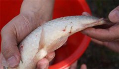 怎樣防治魚(yú)的中華魚(yú)鳋病，其癥狀表現(xiàn)如何？