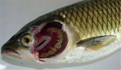 魚類爛鰓病的病因是什么，有哪些癥狀表現(xiàn)？