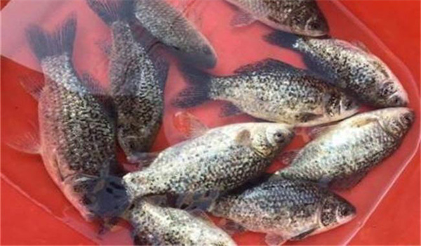 魚(yú)類(lèi)水霉病的流行情況