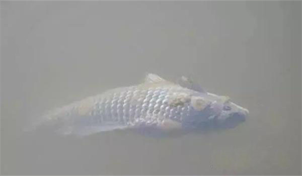 魚(yú)類(lèi)水霉病的癥狀
