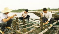 河蚌怎樣采捕、運(yùn)輸與暫養(yǎng)