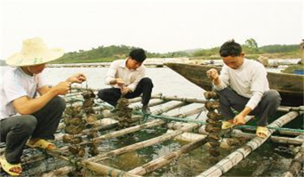 河蚌怎樣采捕、運(yùn)輸與暫養(yǎng)