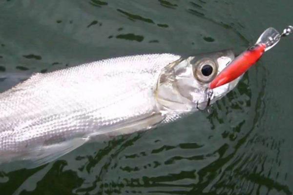 翹嘴魚(yú)冬季在什么位置好釣