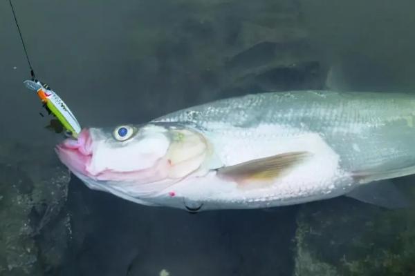 翹嘴魚(yú)怎么釣
