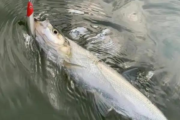 釣翹嘴魚(yú)的用餌技巧