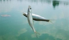釣到的白條魚(yú)能養(yǎng)活嗎？釣白條魚(yú)要注意什么？