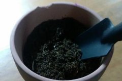 如何正確使用多菌靈 需注意什么，用多了會怎樣