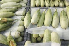 羊角蜜甜瓜什么時間成熟上市，怎么看熟不熟？