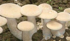 食用菌有哪些營(yíng)養(yǎng)類型:腐生性、共生性、寄生性