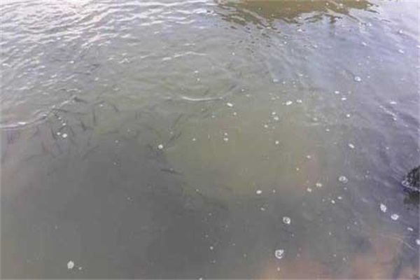 筍殼魚(yú)養(yǎng)殖的池塘條件