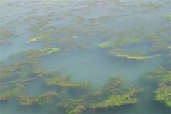 龍蝦池塘中的青苔怎么處理，怎么快速清除干凈