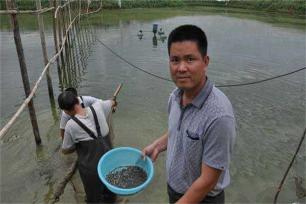 羅非魚(yú)投苗后的管理建議