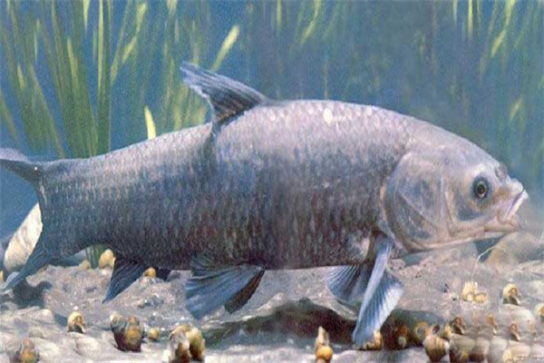 青魚催產(chǎn)劑的種類、劑量和注射方法