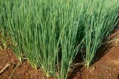 大蔥的品種有哪些，什么時(shí)間種植、怎樣種植