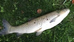 釣草魚用什么餌最好？釣草魚的方法和技巧