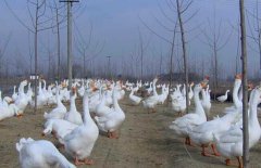 皖西白鵝養(yǎng)殖場(chǎng)地如何選擇、如何飼養(yǎng)與管理？