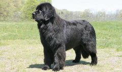 紐芬蘭犬價(jià)格多少一只，紐芬蘭犬怎么養(yǎng)？