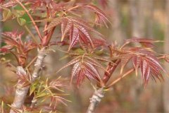 香椿矮化密植的選種、育苗要點(diǎn)及剪枝方法