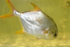 淡水鯧的形態(tài)特征、食性與生長(zhǎng)規(guī)律