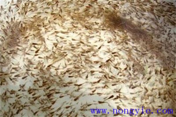加州鱸魚(yú)產(chǎn)卵孵化技術(shù)要求
